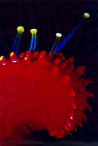 Opera n 1.jpg (82048 byte)