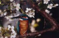 1 Martin Pescatore.jpg (159113 byte)