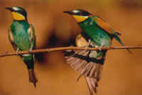 2 Gruccioni multicolori.jpg (142753 byte)