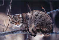 5 Gatto selvatico.jpg (203943 byte)