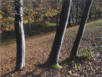 Autunno in Lessinia 2.jpg (436229 byte)