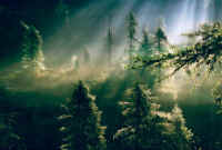 4 Magic in the woods.jpg (210741 byte)